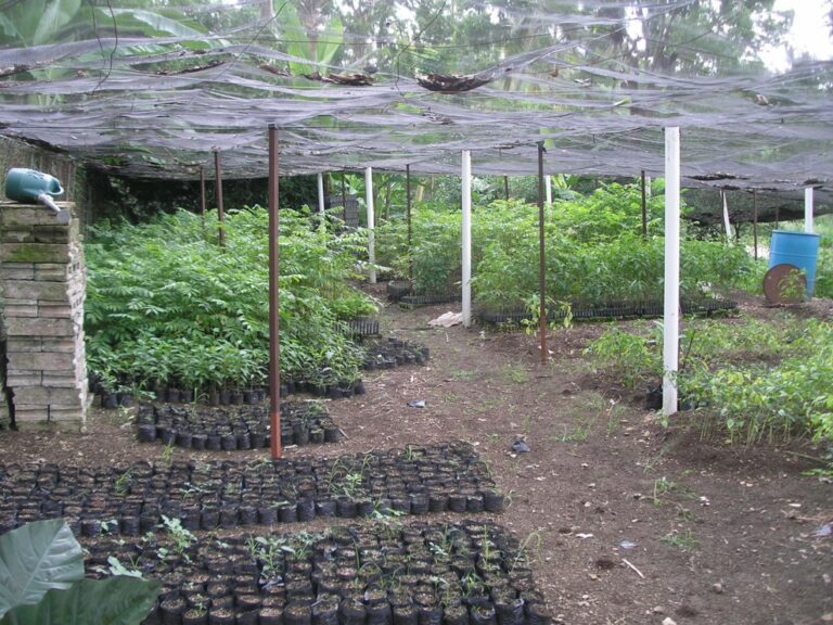 Tree Nursery Project